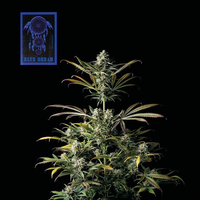 Buy Blue Dream Feminized Seeds By Seedsman In America Stellar Seeds