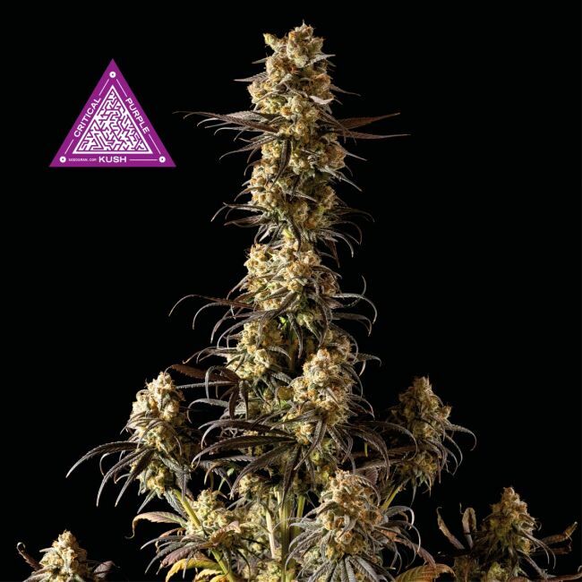 Buy Critical Purple Kush Feminized Seeds By Seedsman In America