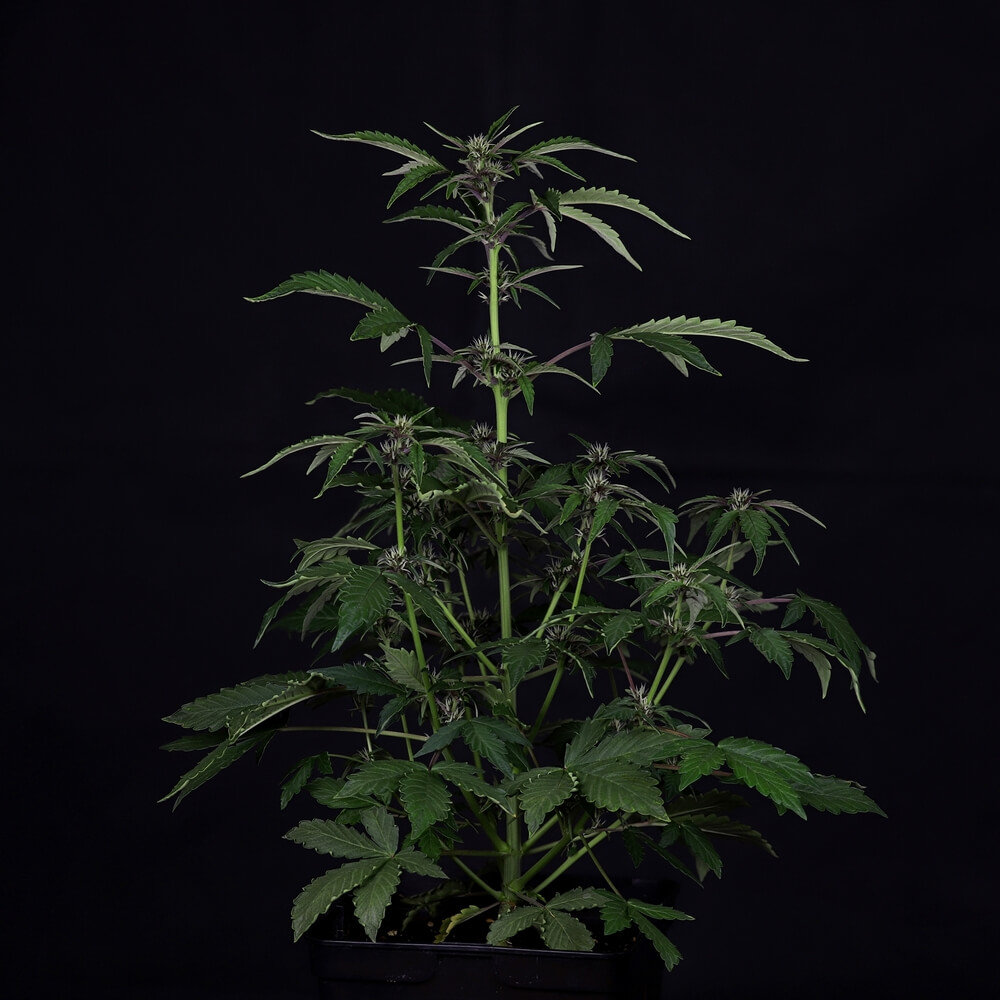 Buy Pink Kush CBD 30 1 Auto Feminized Seeds By Seedsman In America