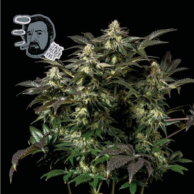 Buy Jack Herer FAST Feminized Seeds By Seedsman In America Stellar Seeds