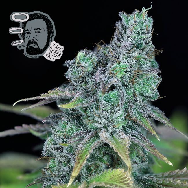 Buy Jack Herer Fast Feminized Seeds By Seedsman In America Stellar Seeds