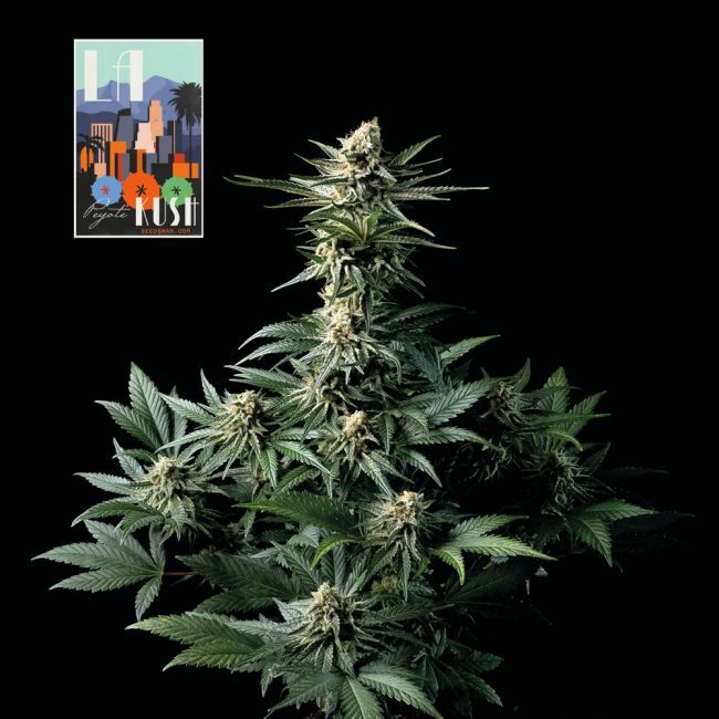 Buy L A Peyote Kush Feminized Seeds By Seedsman In America Stellar Seeds