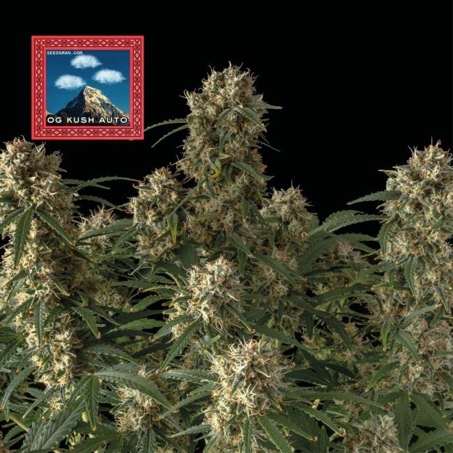 Buy OG Kush Auto Feminized Seeds By Seedsman In America Stellar Seeds