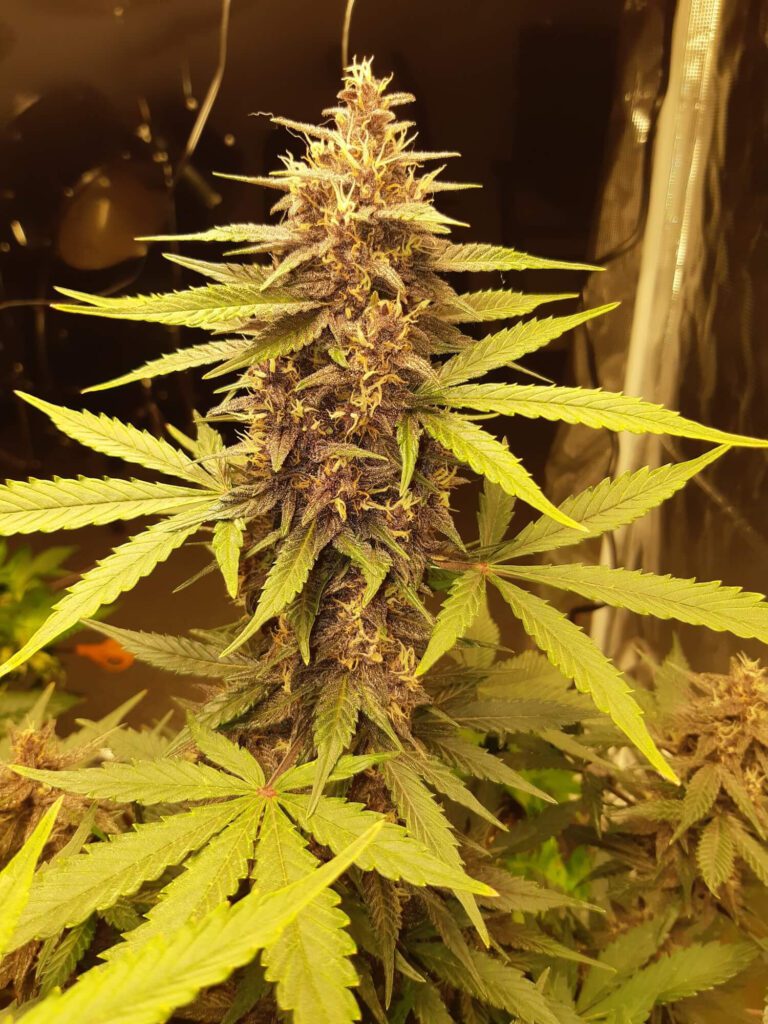 Buy Purple Kush Cbd Auto Feminized Seeds By Seedsman In America