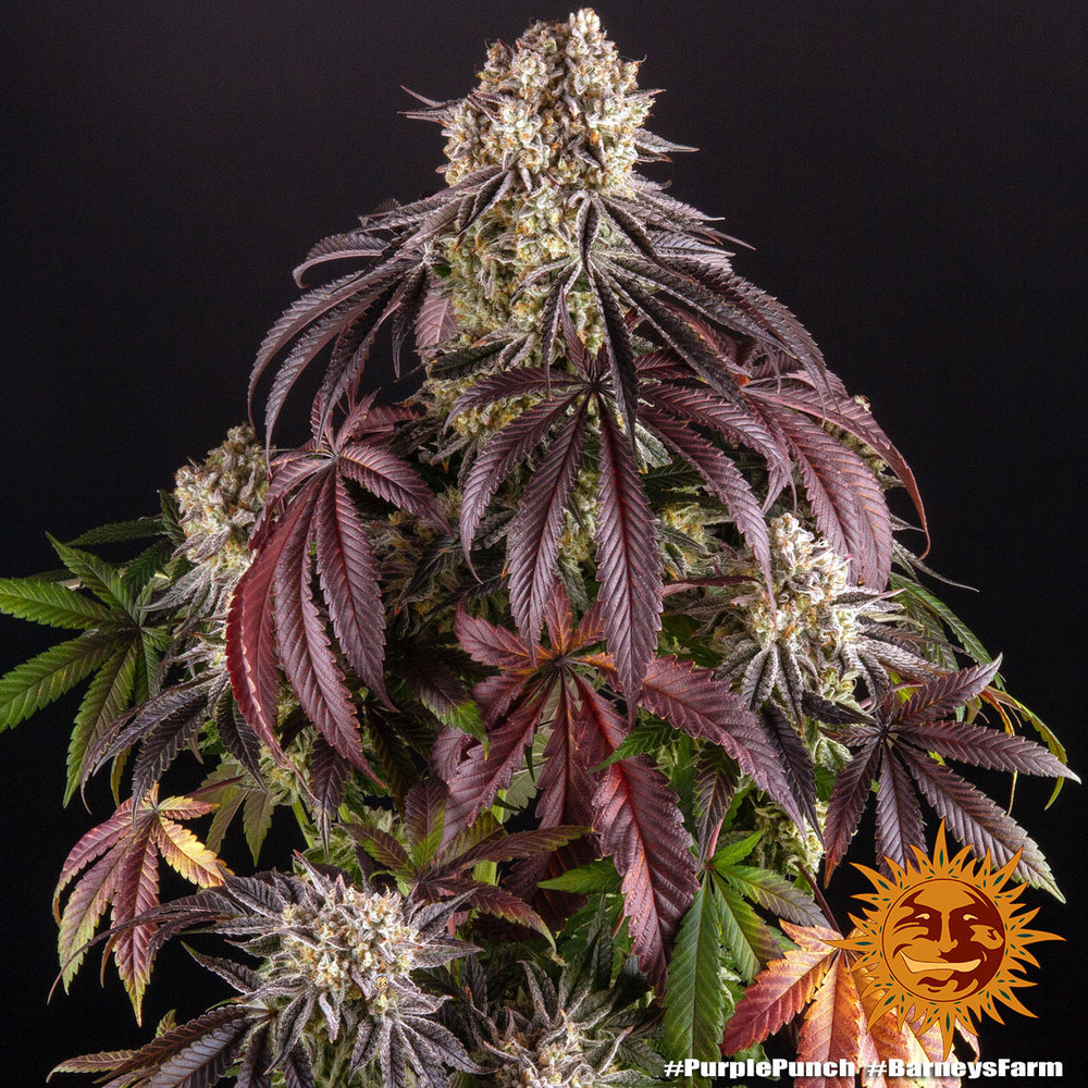 Buy Purple Punch Feminized Seeds By Barney S Farm In America Stellar