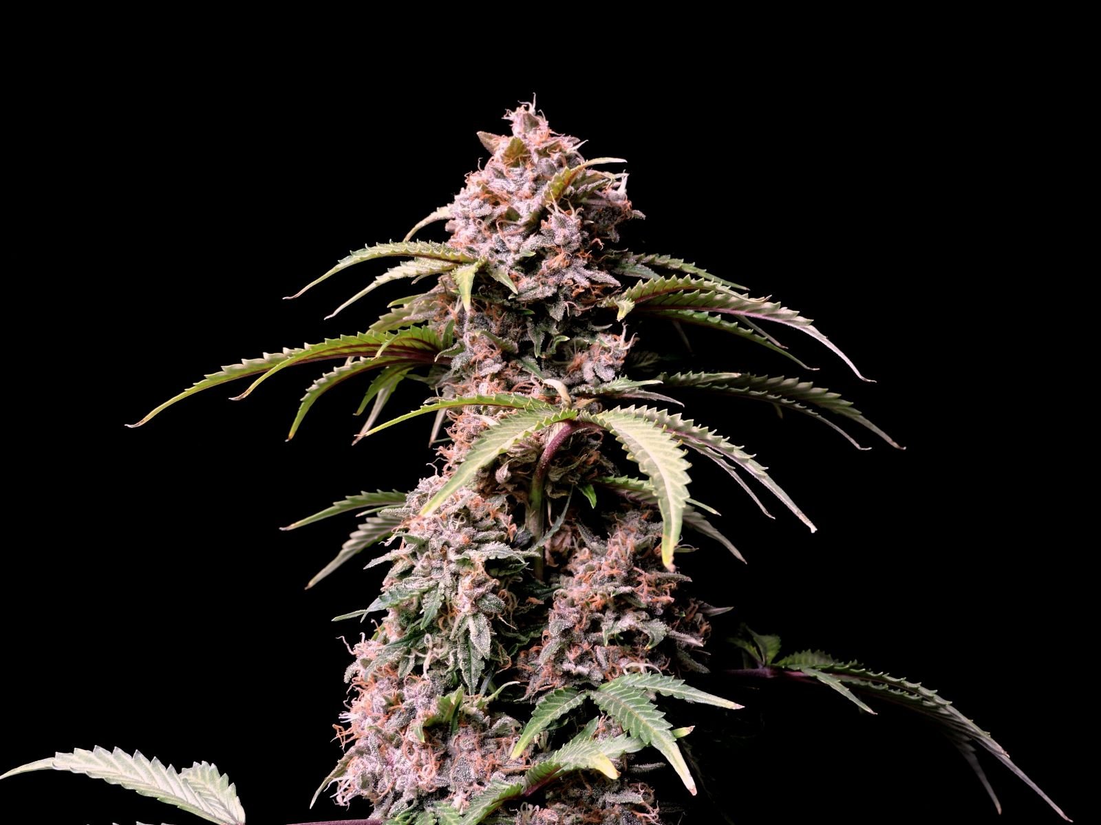 Buy Amnesia Zkittlez Auto Feminized Seeds By Fastbuds In America