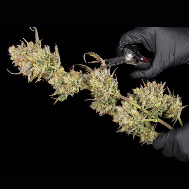 Buy Og Kush Feminized Seeds By Seedsman In America Stellar Seeds