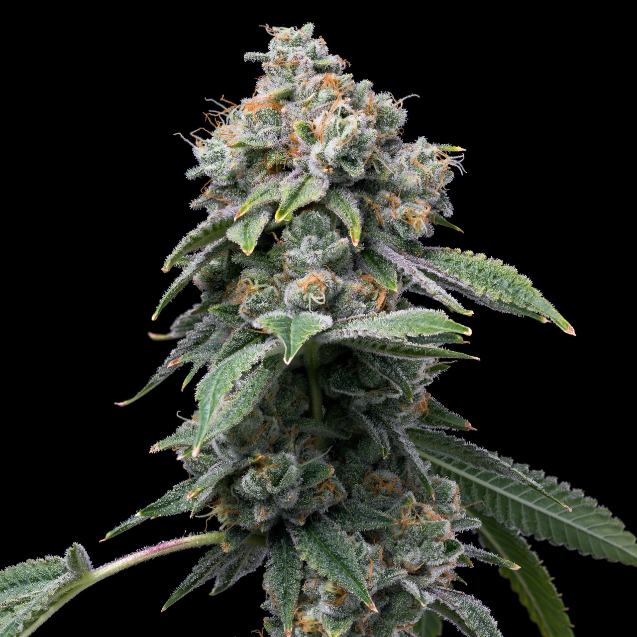 Buy Motorbreath Feminized Seeds By Premium Cultivars In America