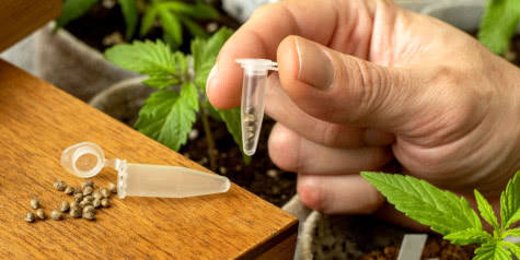 cannabis seeds packaging stellar seeds