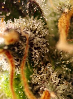 gorilla-sherbet-f1-fast-version-2