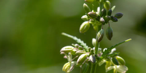 marijuana seed male pollen