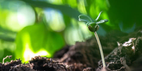 marijuana seedling growing from soil