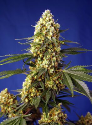 Strawberry Banana Gelato XL Auto Feminized Seeds Strawberry Banana Gelato XL Auto Feminized Seeds