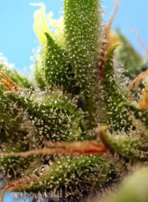 strawberry-banana-gelato-xl-auto-2