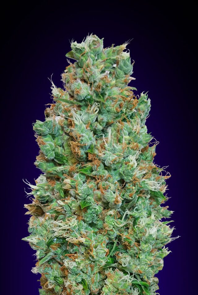 Blueberry Auto Feminized Seeds