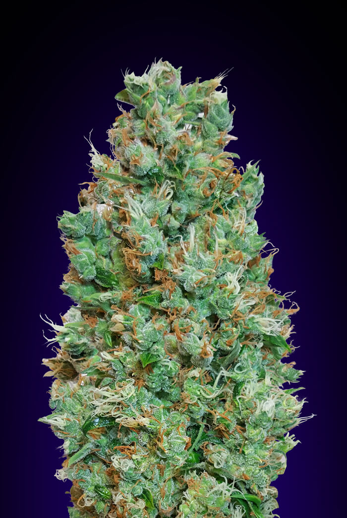 Blueberry Auto Feminized Seeds Blueberry Auto Feminized Seeds