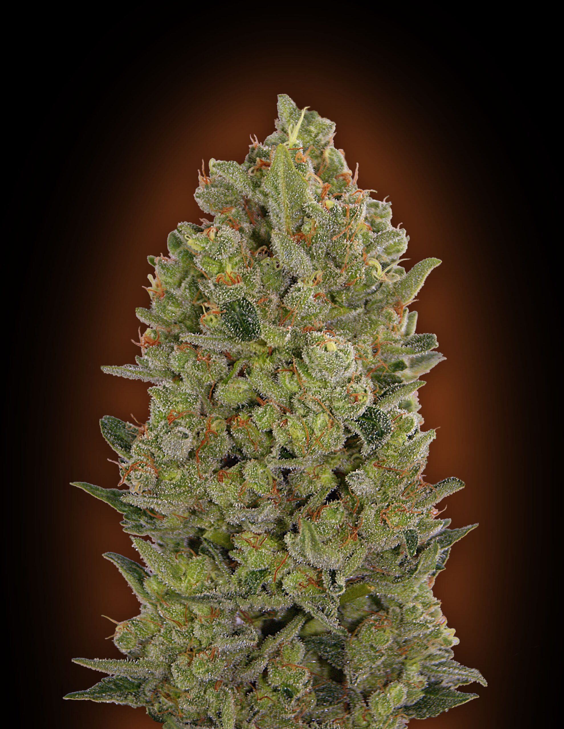 00 Cheese Feminized Seeds