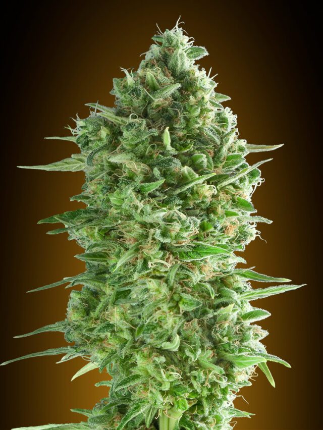 Do-Si-Dos Cookies Feminized Seeds