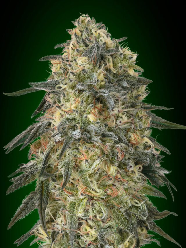 Gorilla Feminized Seeds