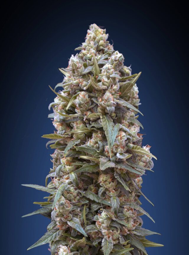 00 Kush Feminized Seeds