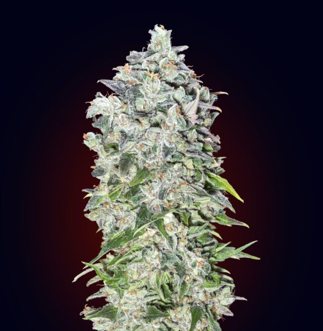 Auto 00 Kush Feminized Seeds