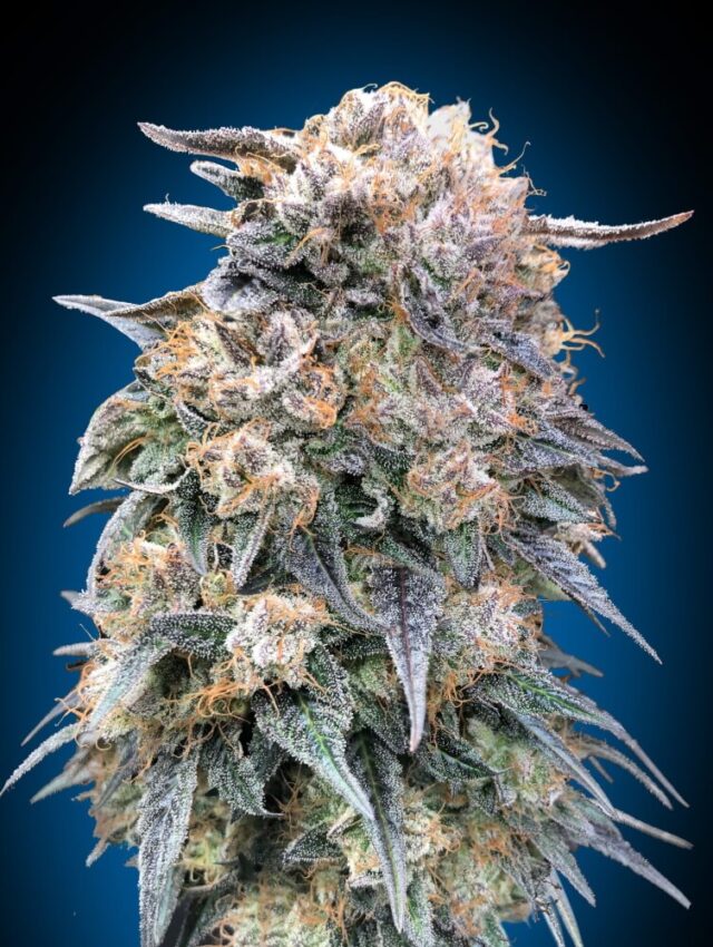 00 Kush FAST Feminized Seeds