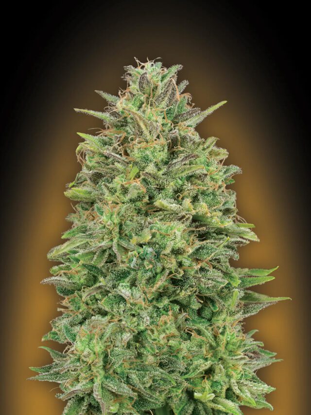 00 Skunk Feminized Seeds