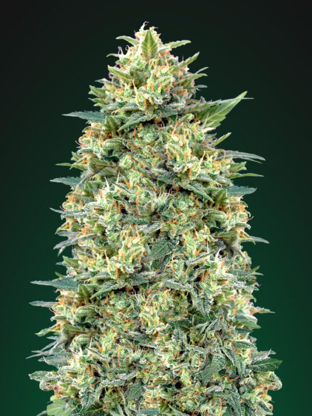 White Widow Auto Feminized Seeds