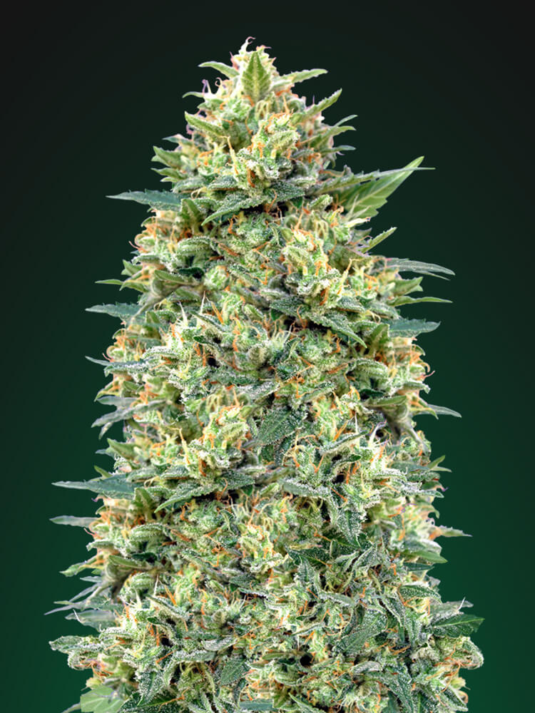 White Widow Auto Feminized Seeds White Widow Auto Feminized Seeds