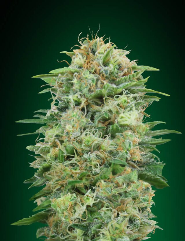 White Widow CBD Feminized Seeds