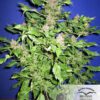 Frisian Duck Feminized Seeds