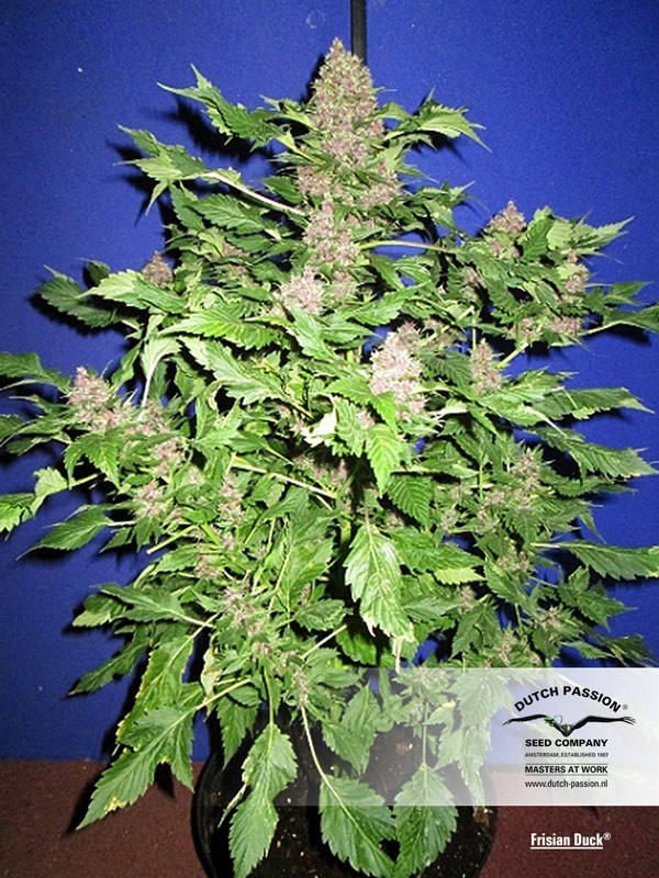 Frisian Duck Feminized Seeds