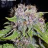 24 Carat Auto Feminized Seeds