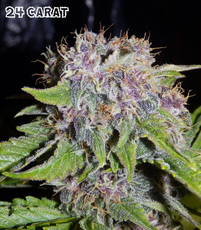 24 Carat Auto Feminized Seeds