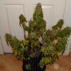 Buy 3 Bears OG Auto Feminized Seeds by Mephisto Genetics in America - Image 2