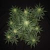 3 Bears OG Auto Feminized Seeds