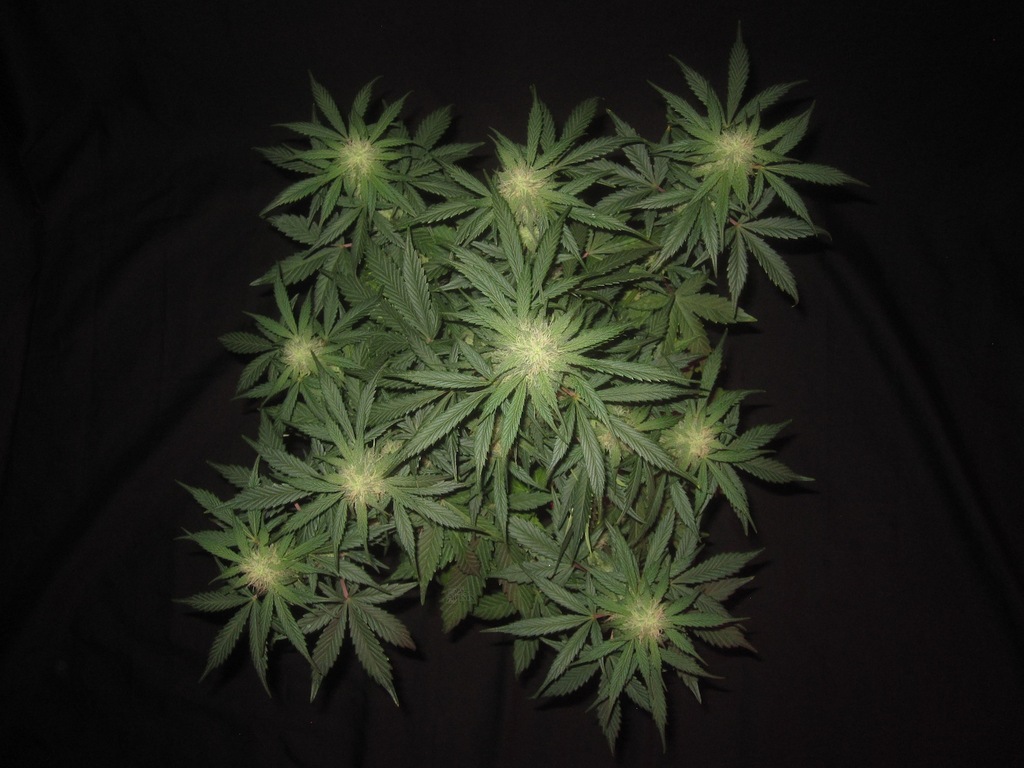 3 Bears OG Auto Feminized Seeds 3 Bears OG Auto Feminized Seeds
