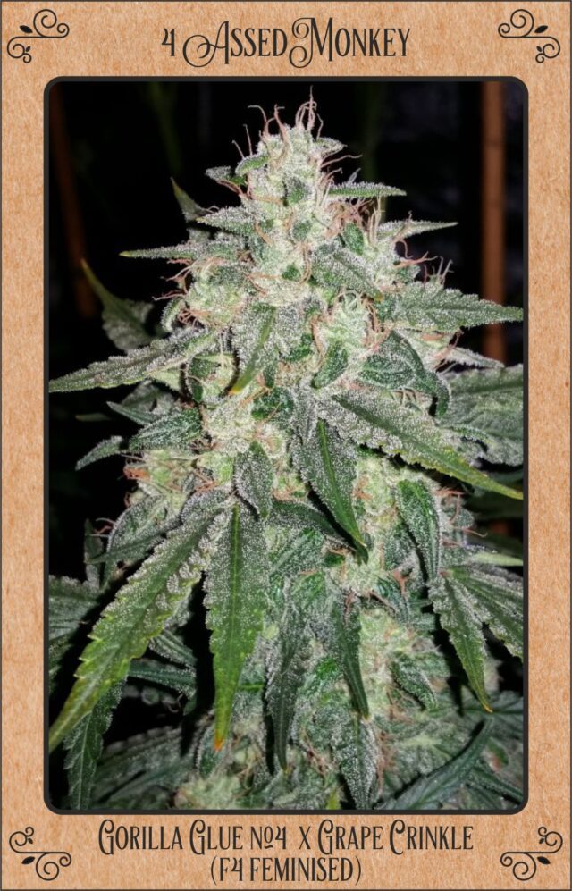 4 Assed Monkey Auto Feminized Seeds