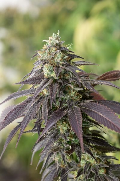 707 Headband Feminized Seeds