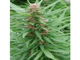 Ace Mix Feminized Seeds