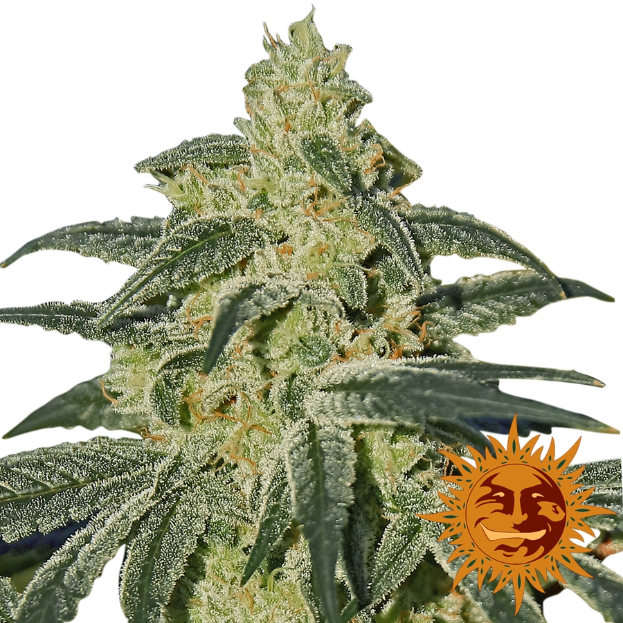 Afghan Hash Plant Regular Seeds