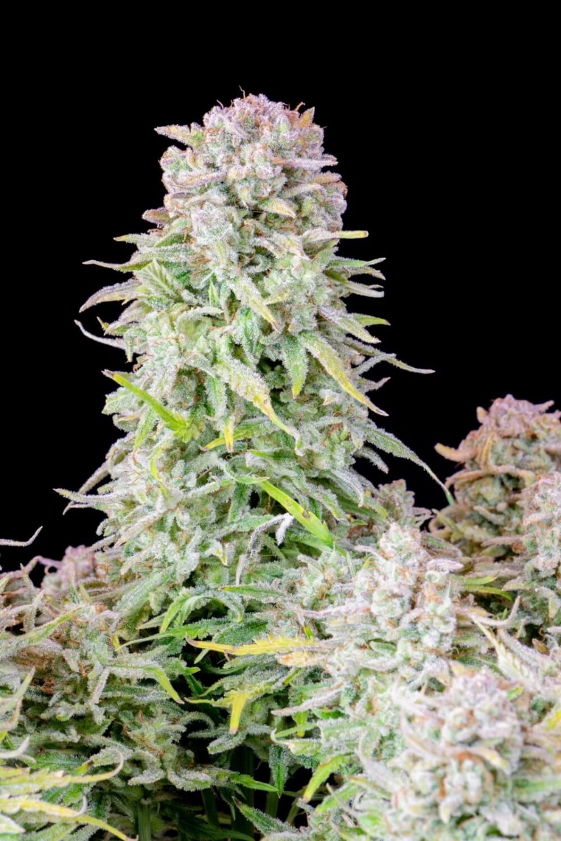 Original Afghan Kush Auto Feminized Seeds Original Afghan Kush Auto Feminized Seeds