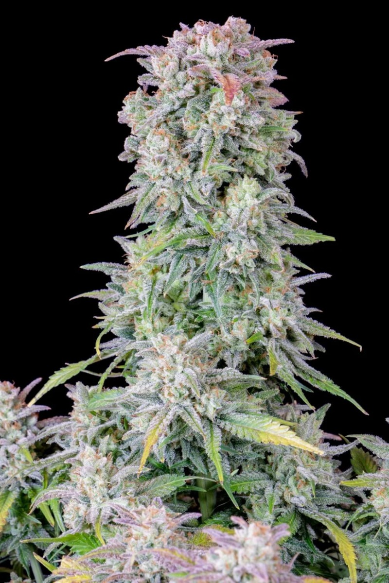 afghan-kush-auto_-2