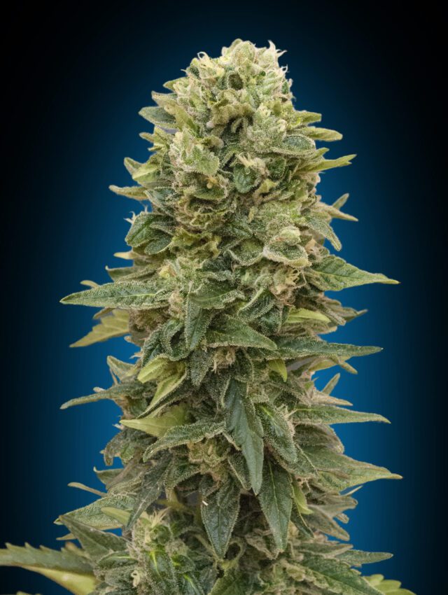 Afghan Mass Auto Feminized Seeds