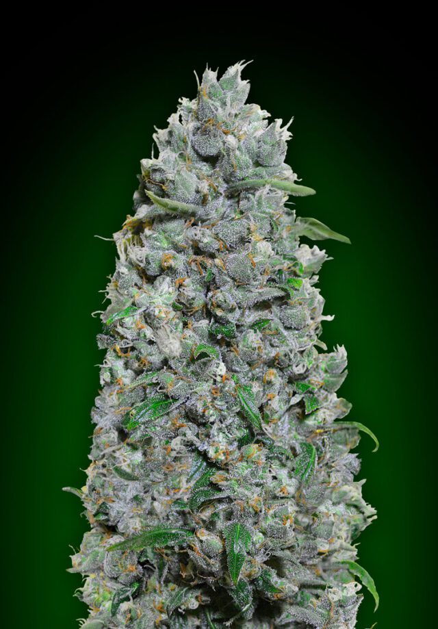 Afghan Mass XXL Auto Feminized Seeds