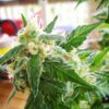 Buy AK48 Auto Feminized Seeds by Nirvana in America - Image 2