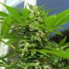 Buy AK48 Feminized Seeds by Nirvana in America - Image 2