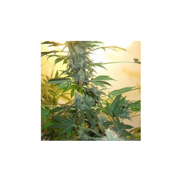 AK48 Feminized Seeds