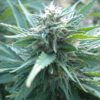 AK48 Auto Feminized Seeds