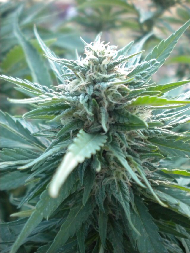 AK48 Auto Feminized Seeds